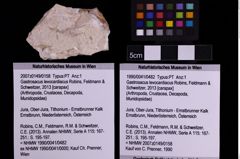 Foto (Objekt + Etiketten) von Gastrosacus levocardiacus (Robins, Feldmann & Schweitzer, 2013) (NHMW-GEO-1990-0041-0482)
